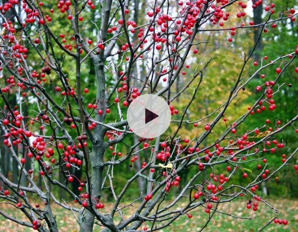 Ilex verticillata : un houx caduc