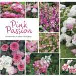 Inspiration Pink Passion