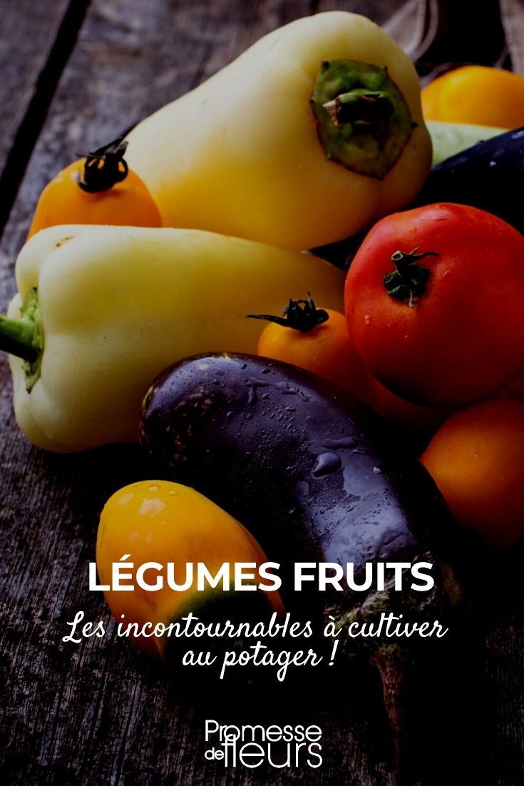 legume fruit