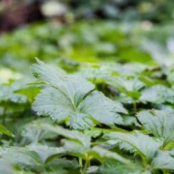 Les 10 meilleures plantes couvre-sol contre les mauvaises herbes