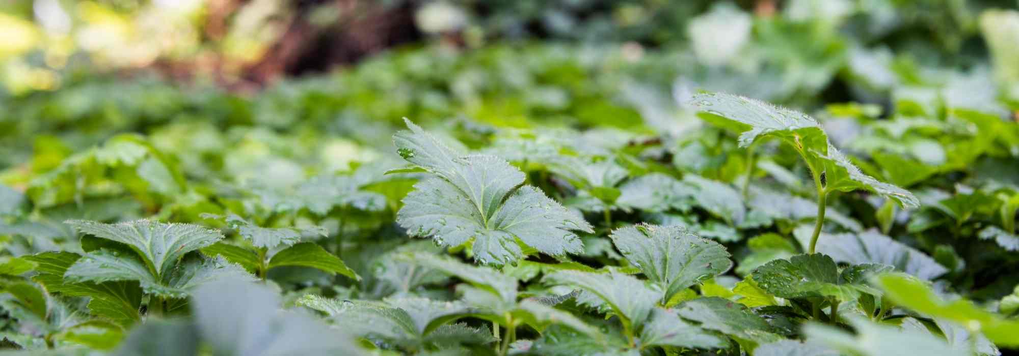 Les 10 meilleures plantes couvre-sol contre les mauvaises herbes