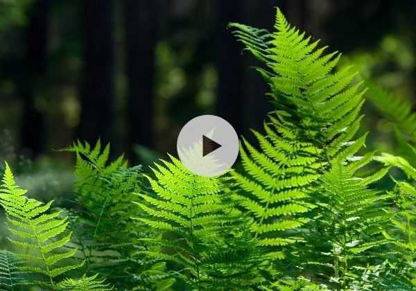 Pteris Tricolor - Fougère Colorée Pour Intérieur Ou Bureau (25-35 Cm)