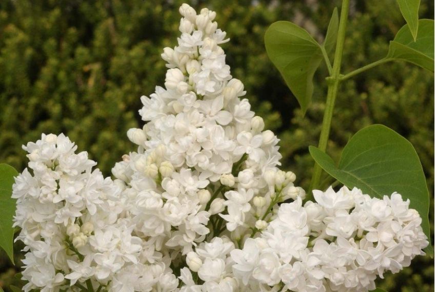 Syringa vulgaris Dentelle d'Anjou