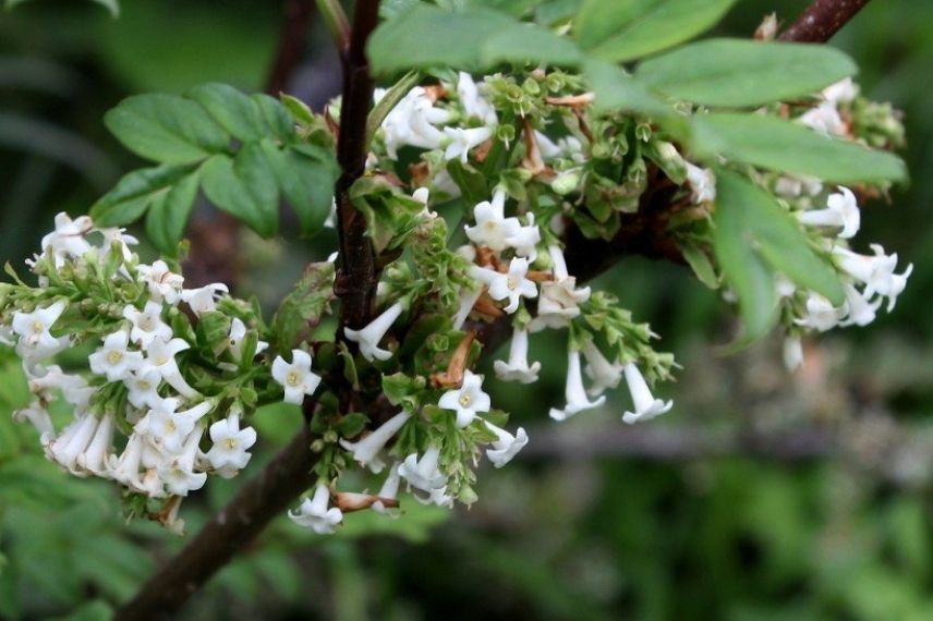 Syringa pinnatifolia