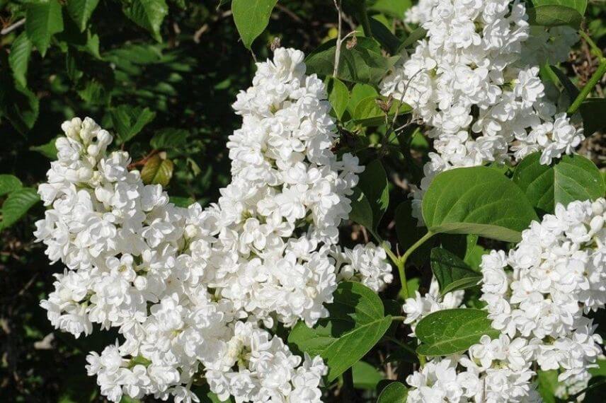 Syringa vulgaris Jeanne d'Arc