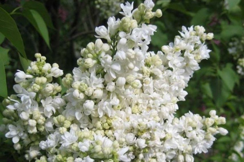 Syringa vulgaris Madame Lemoine