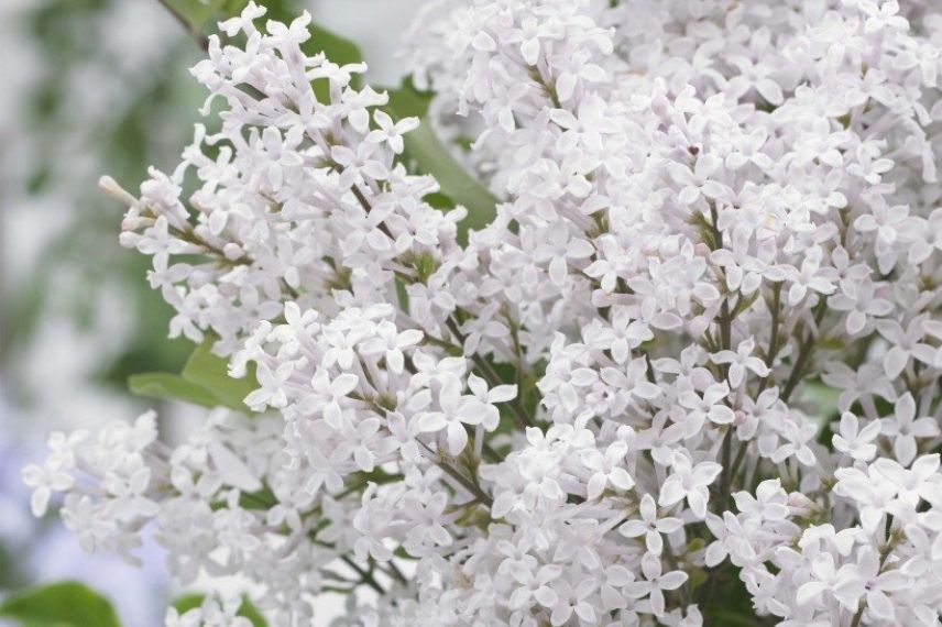 Syringa meyeri Flowerfesta White