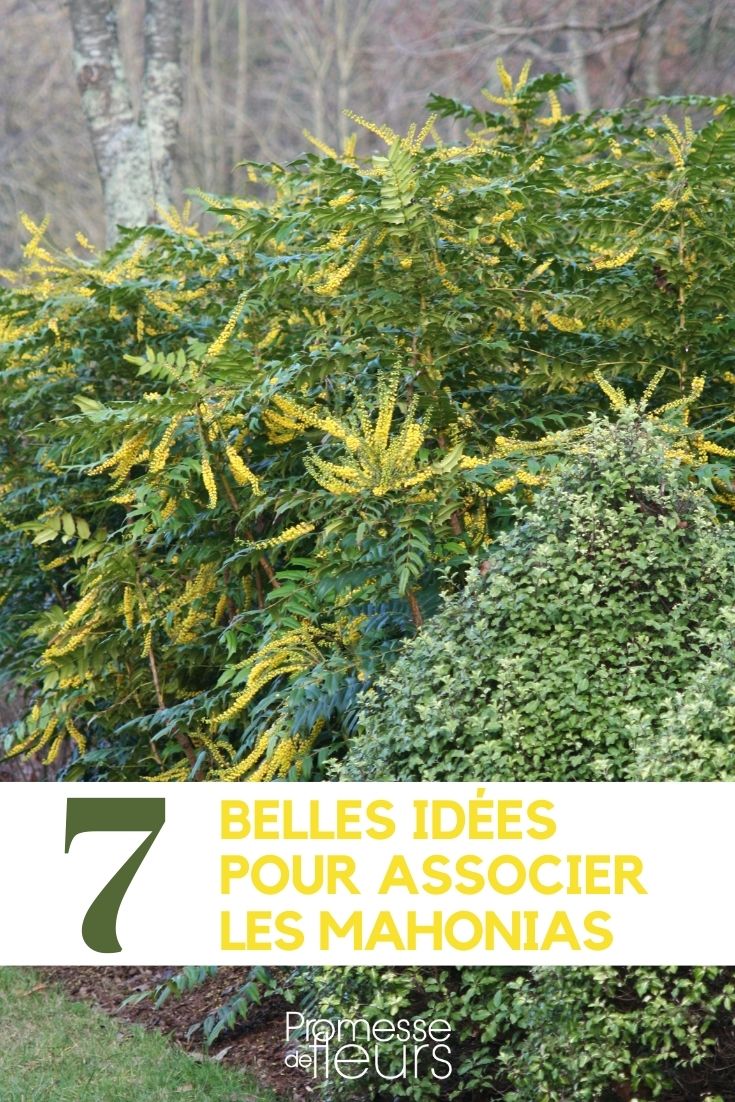 Associer les mahonias