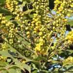 Mahonia : 7 idées d'association