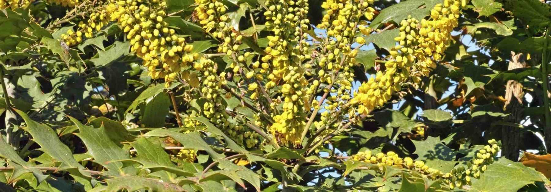 Mahonia : 7 idées d'association