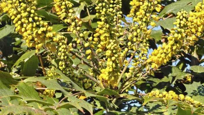 Mahonia : 7 idées d'association