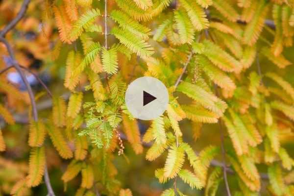 Le Metasequoia : un véritable fossile vivant