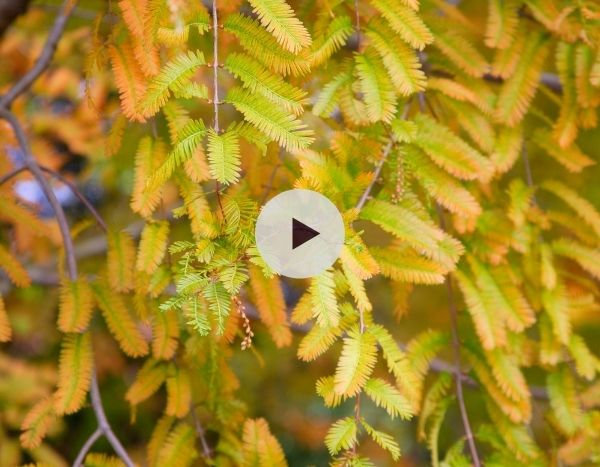 Le Metasequoia : un véritable fossile vivant