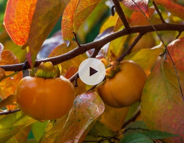 Plaqueminier ou kaki : un arbre fruitier décoratif