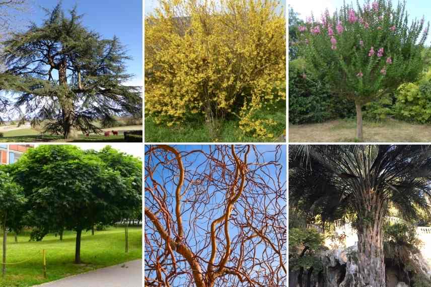 Arbres Et Arbustes Les Diff rents Ports Promesse De Fleurs Arbres Et Arbustes Les Diff rents Ports Promesse De Fleurs