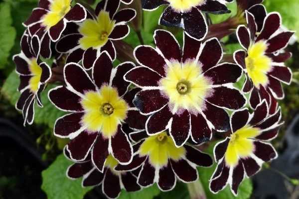 Primula elatior : découvrez les plus belles variétés et comment les cultiver !