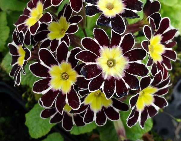 Primula elatior : découvrez les plus belles variétés et comment les cultiver !