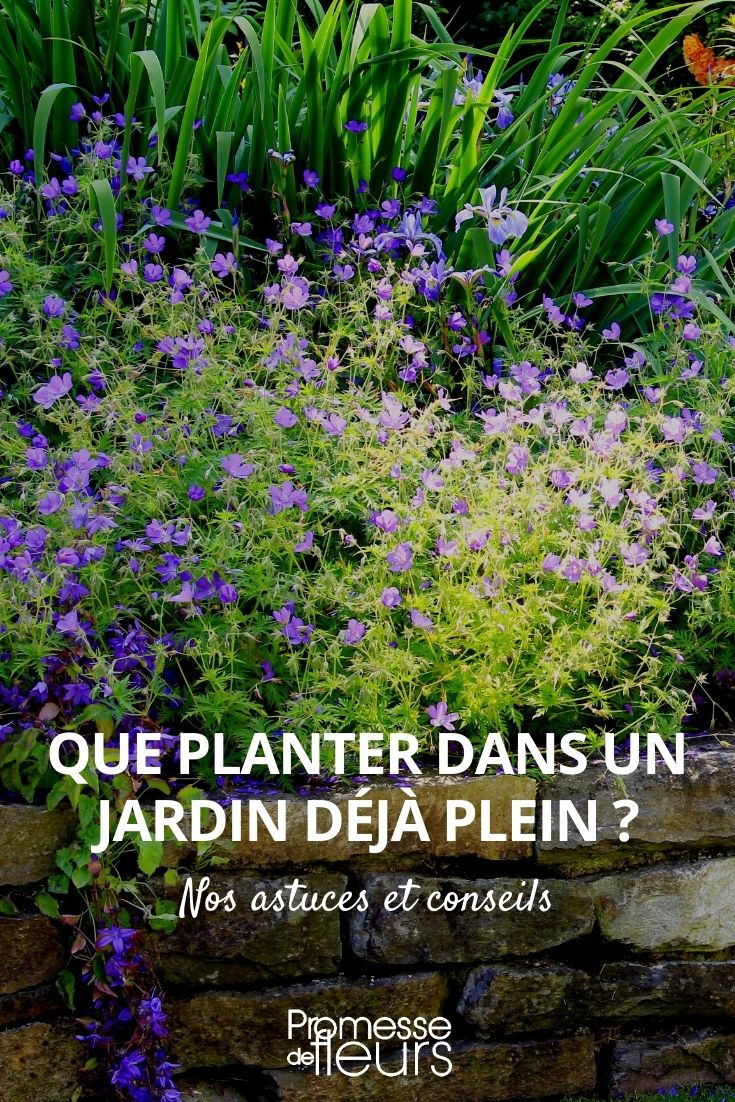 quelles plantes pour un jardin déjà plein ?