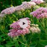 Les Sedums : des plantes incontournables