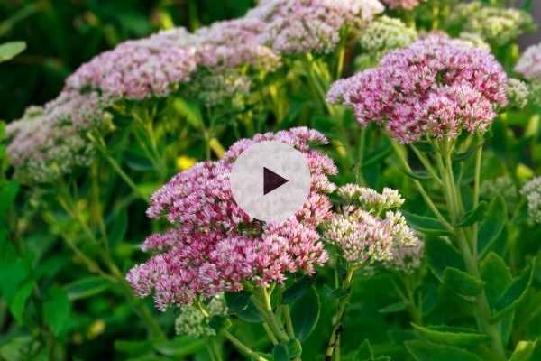 Les Sedums : des plantes incontournables