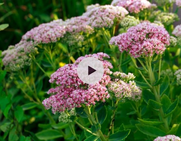 Les Sedums : des plantes incontournables