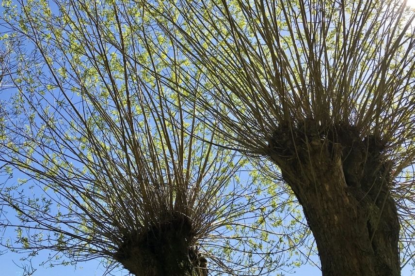 Un arbre têtard est composé d’une tête et d’une couronne de branches