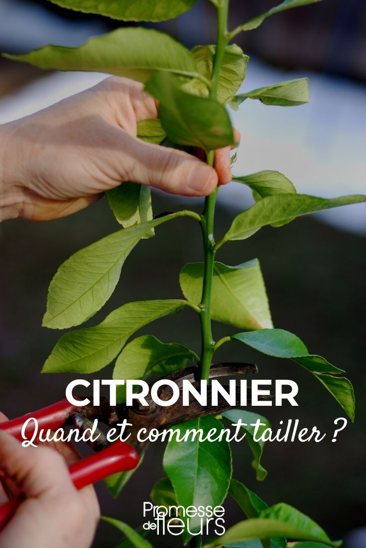 Jardin: comment entretenir un citronnier?