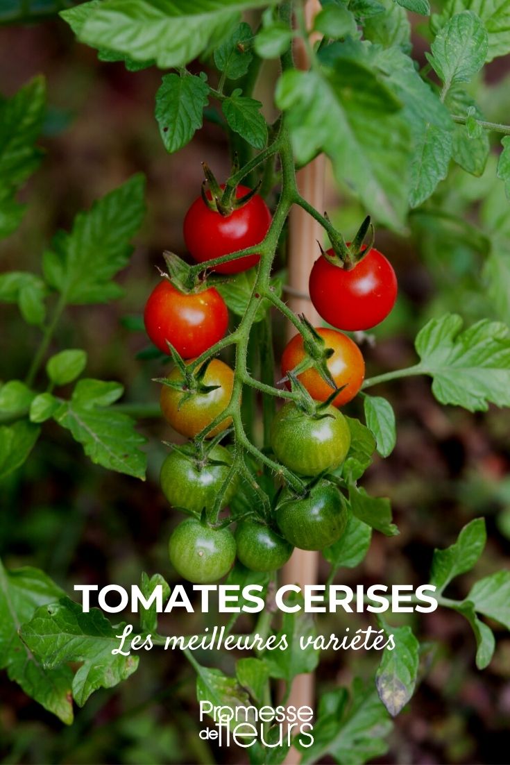 Les meilleures tomates cerises