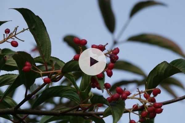 La Viorne ou Viburnum hillieri 'Winton'