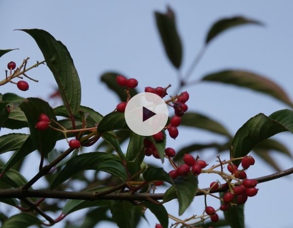 La Viorne ou Viburnum hillieri 'Winton'