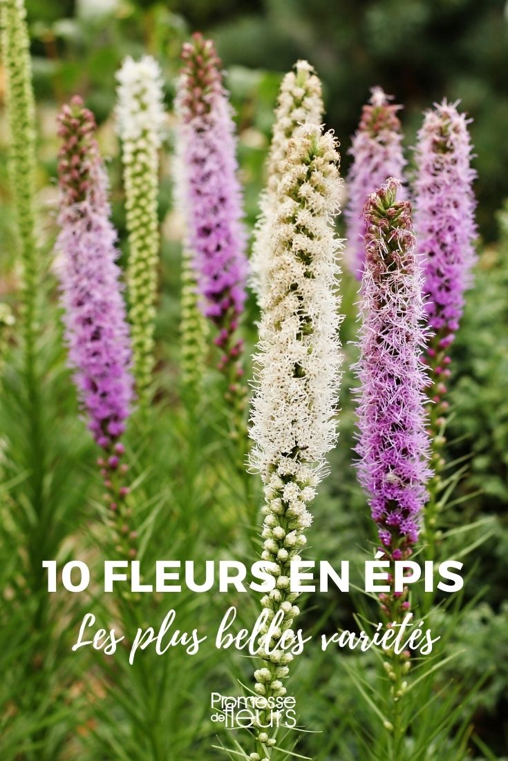 10 fleurs en epi