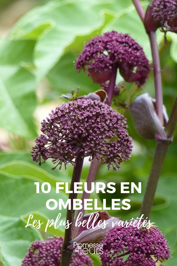 10 fleurs en ombelles