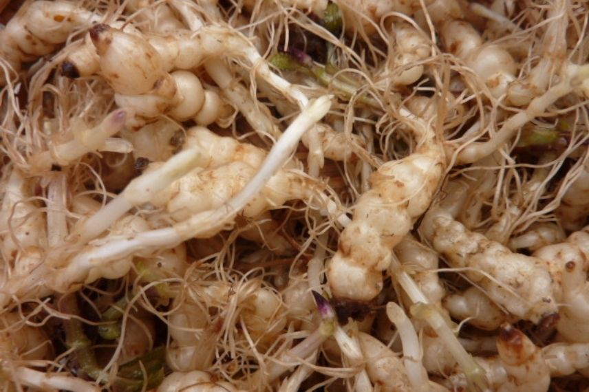 Les Crosnes du Japon, identifiables pour leur tubercule blanc, légèrement renflé