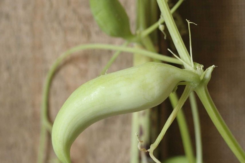 Avec son goût de concombre, la Cyclanthère Caigua se consomme crue, cuite, farcie ou confite