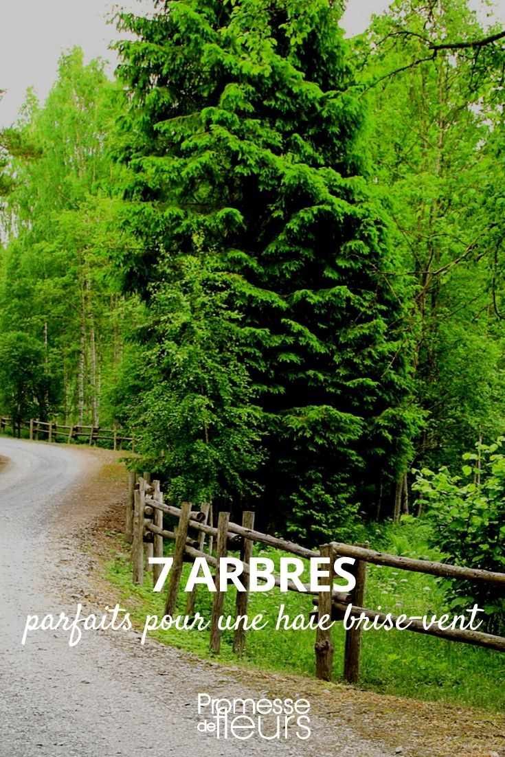 7 arbres pour haie brise-vent