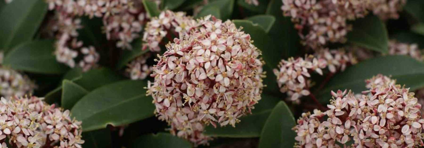 Récolter et conserver des noisettes - Jardinet - Équipez votre jardin au  meilleur prix