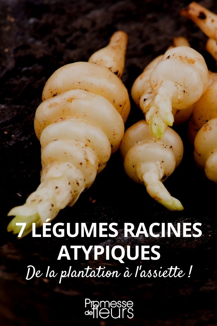 7 légumes racines oubliés