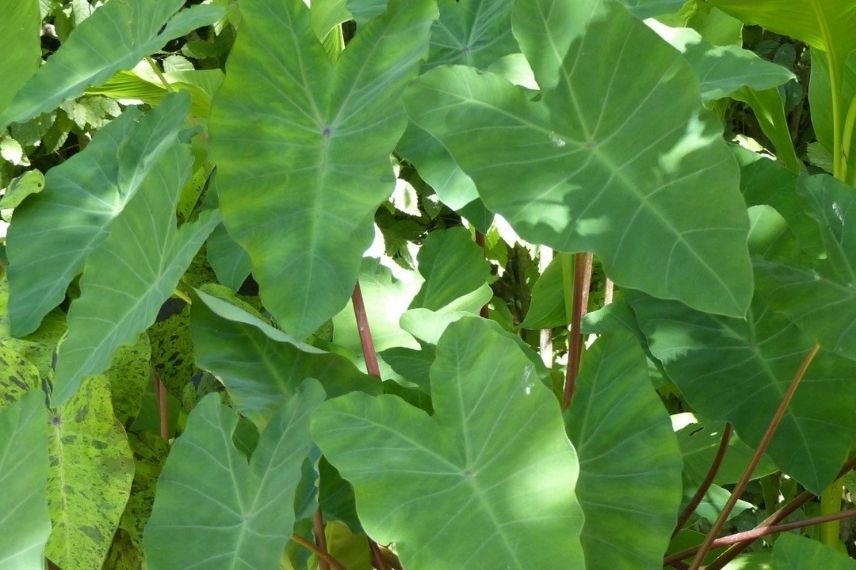 Le taro est une plante décorative, avec des tubercules au goût de pommes de terre sucrées.