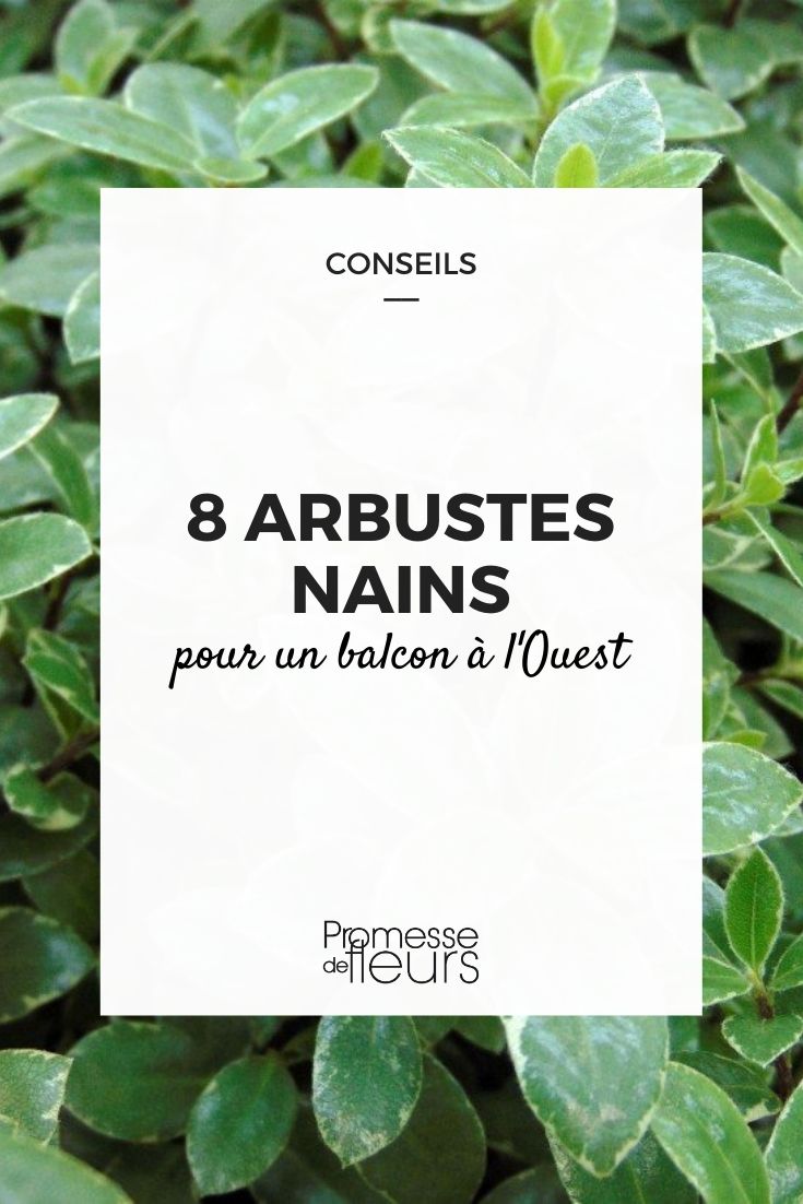 8 arbustes nains pour balcon ouest