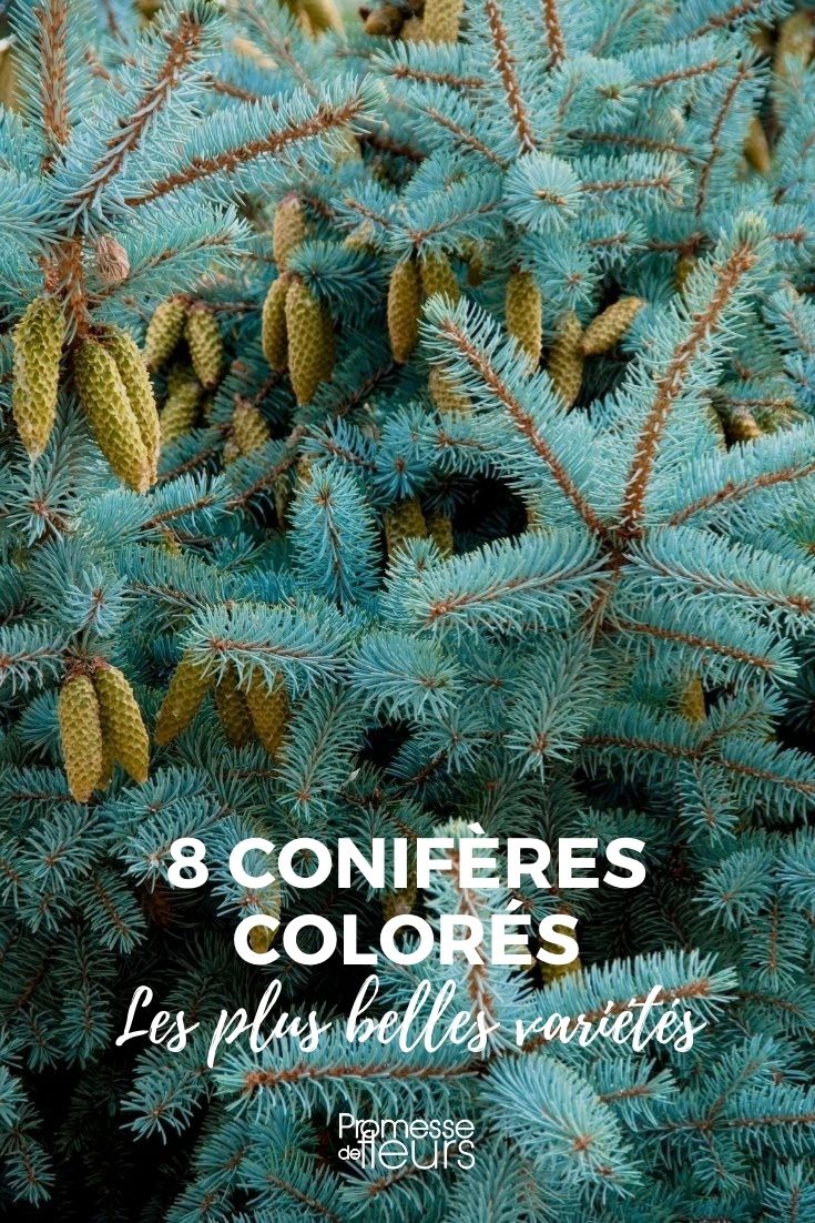 8 conifères colorés