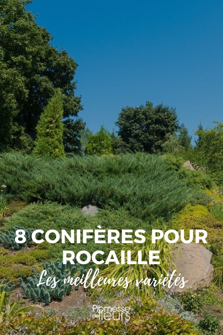 coniferes rocaille