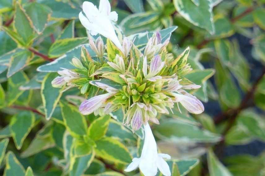 arbustes nains a cultiver en pot sur balcon ouest