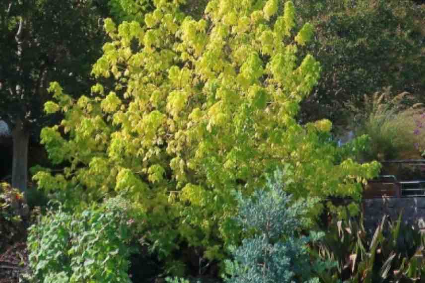 arbres ombrage petit jardin