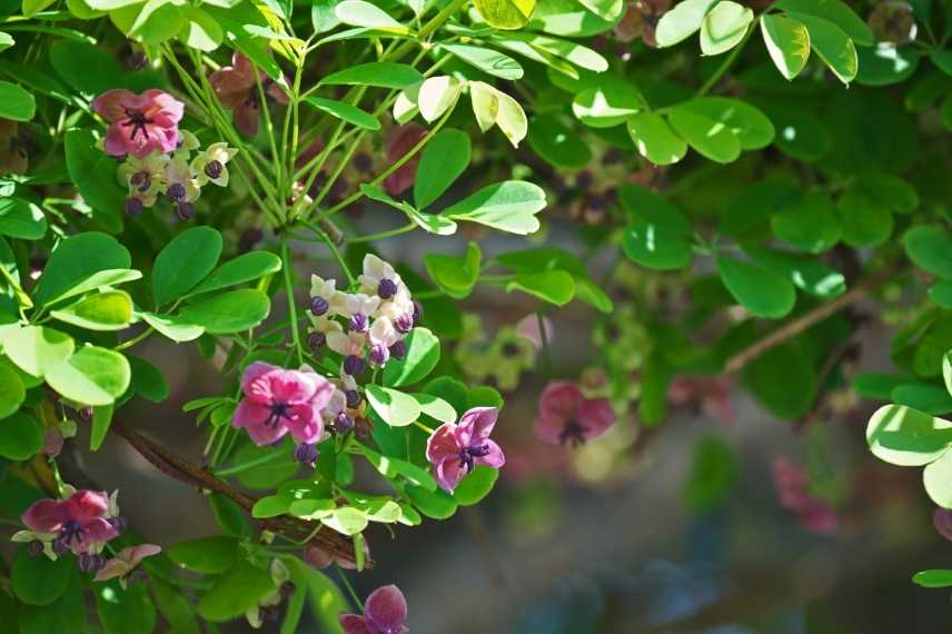 plantes grimpantes pour habiller un arbre