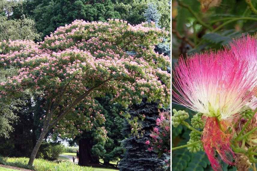 arbres ombrage petit jardin