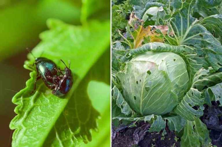Maladies et parasites du chou Promesse de Fleurs — free download