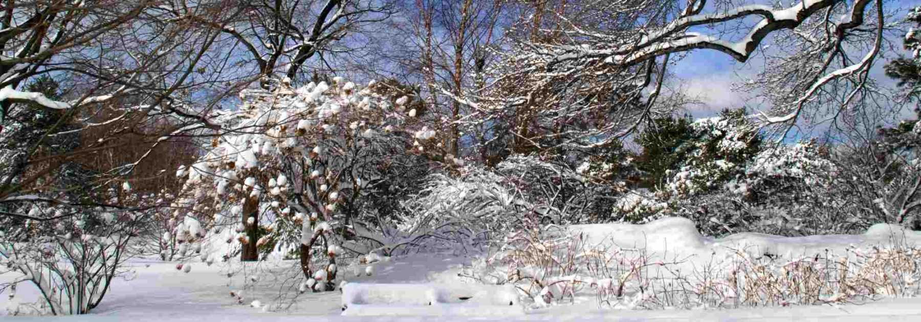 Aménager un jardin de montagne