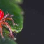 Araignée rouge : identification et traitement