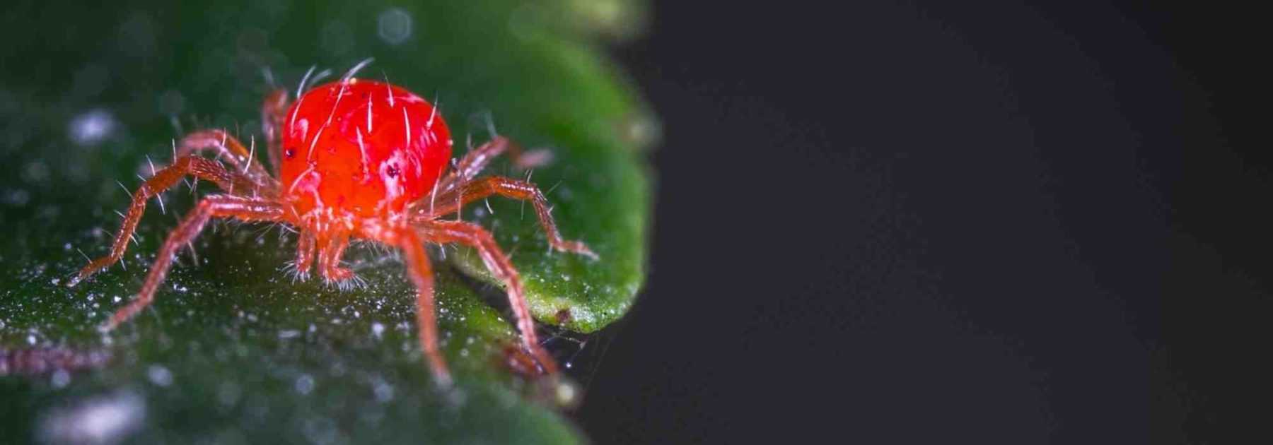 Araignée rouge : identification et traitement