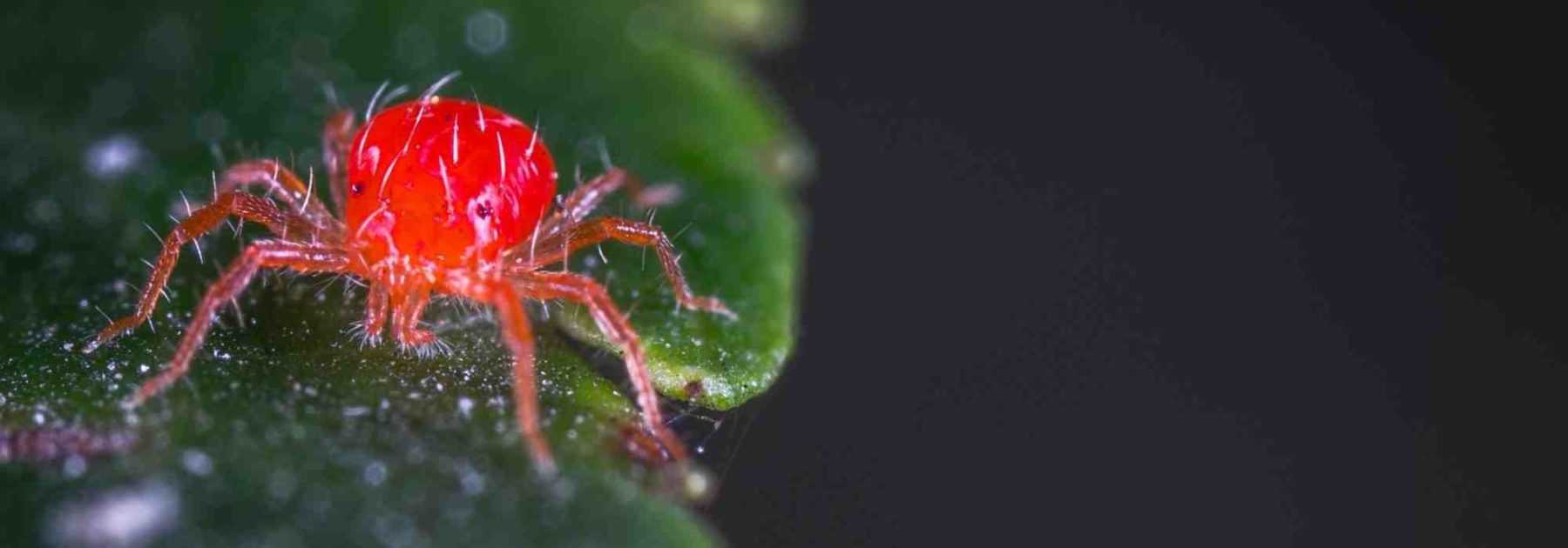 Comment enlever efficacement des toiles d'araignée ?